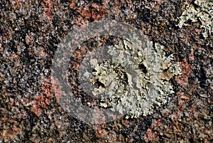 Colorful rock with lichen