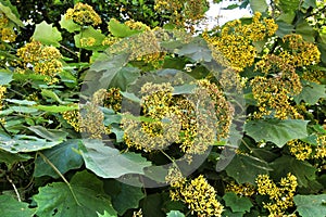 Colorful Roldana Petasitis flowers in the garden