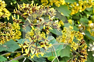 Colorful Roldana Petasitis flowers in the garden