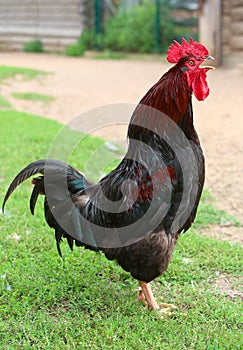 Colorful Rooster crows and Chickens in the farm. Free Range Cock and Hens photo