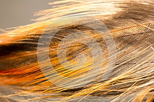 Colorful rooster feather with reflexions