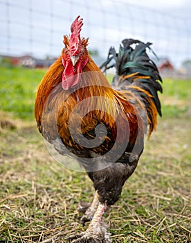 Colorful Rooster frontal view
