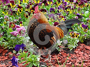 Colorful rooster in garden with flowers