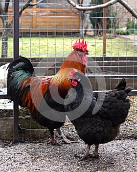 A colorful rooster with his black chicken on a walk in the garden. Rooster and chicken breed Maran