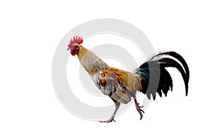 Colorful rooster isolate white background with clippingpath.