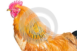 Colorful rooster, isolated