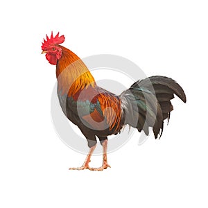 Colorful Rooster isolated