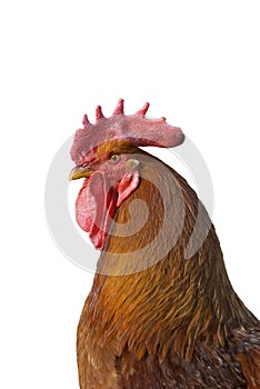 Colorful rooster isolated on white