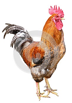 Colorful Rooster isolated on white background