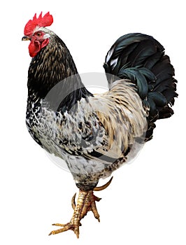 Colorful Rooster isolated on white background
