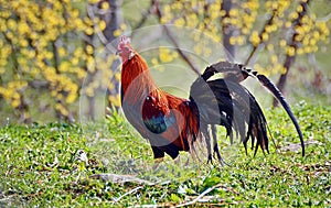 Colorful rooster photo