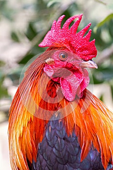 Colorful Rooster Looking Sideways Closeup