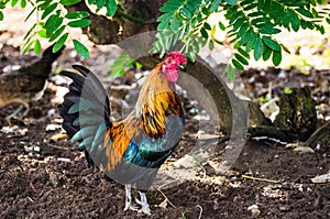 Colorful rooster in the park