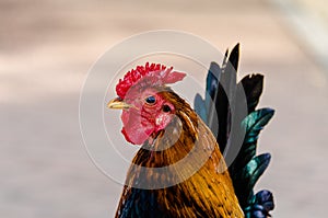 Colorful rooster in the park photo