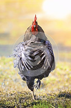 Colorful rooster proudly strutting flapping the wings