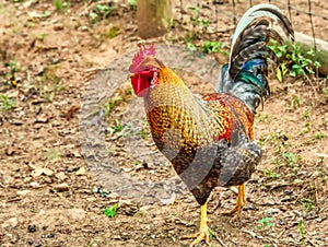 A colorful rooster strutting around the yard.