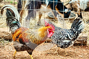 A colorful rooster strutting around the yard.