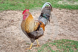 A colorful rooster walking around the barnyard.