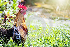 Colorful rooster walking on blurred green nature background