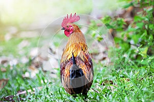 Colorful rooster walking on blurred green nature background