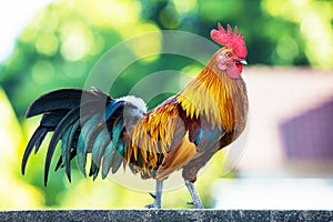 Colorful rooster on wall on blurred green bokeh background