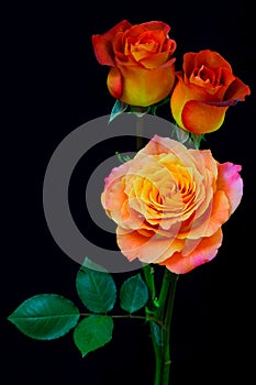 Colorful rose caribbean and rose leonidas presented against black background