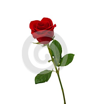 Colorful rose isolated on white background