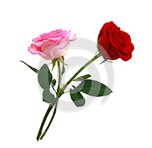 Colorful rose isolated on white background