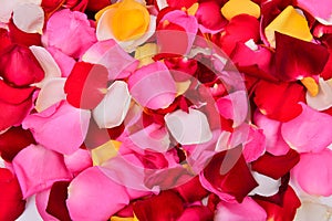Colorful rose petal