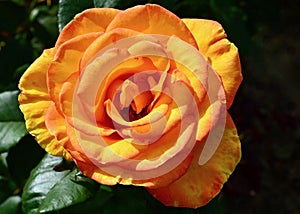 A colorful rose in a sunny garden. Sundance is a hybrid tea rose.