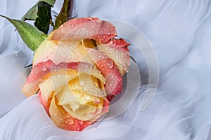 Colorful rose with water drops - white background