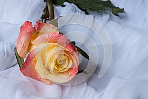 Colorful rose with water drops - white background