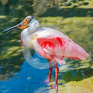 Colorful Roseatte Spoonbill Ibis from South America portrait, cl photo