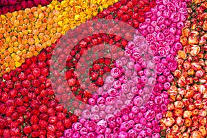 Colorful roses background