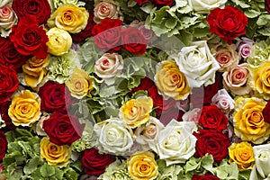 Colorful roses background