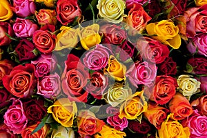 Farbistý ruže 