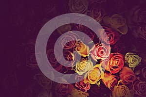 Colorful roses background