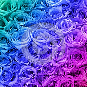 Colorful Roses. Background.