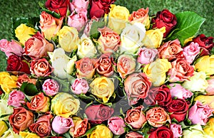 Colorful roses background. Beautiful, high quality, good for holidays, valentines's gift.