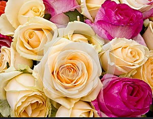 Colorful roses background