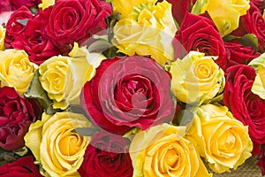 Colorful roses background