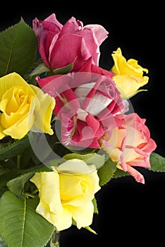 Colorful Roses with Black Background