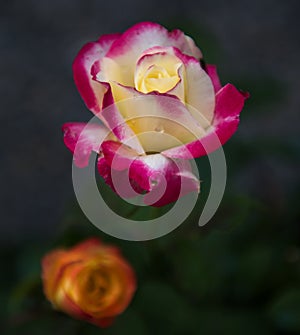 Colorful roses with brilliant colors