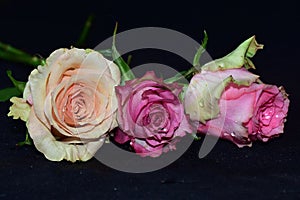 Colorful roses close up on the black bacgraund