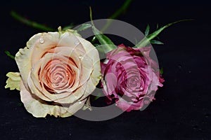 Colorful roses close up on the black bacgraund