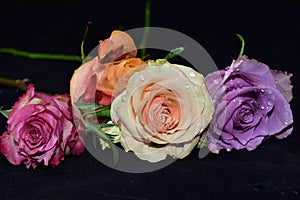 Colorful roses close up on the black bacgraund