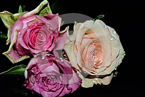 Colorful roses close up on the black bacgraund