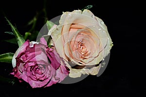 Colorful roses close up on the black bacgraund