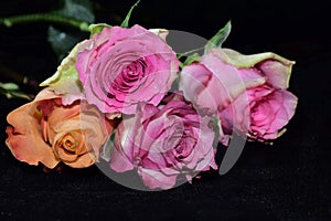 Colorful roses close up on the black bacgraund