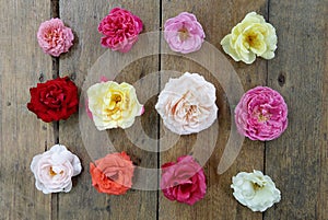 Colorful roses design on the wooden background